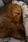 Ozzie
