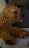 Ozzie
