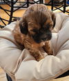 Parker