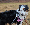 adoptable Dog in minneapolis, MN named Riata