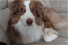 adoptable Dog in minneapolis, MN named Roscoe P