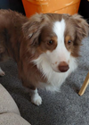 Roscoe P