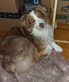 Roscoe P