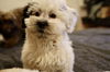 Frazier