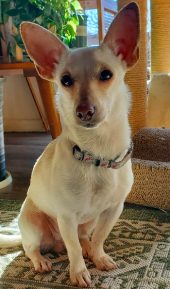 adoptable Dog in Minneapolis, MN named Kiku