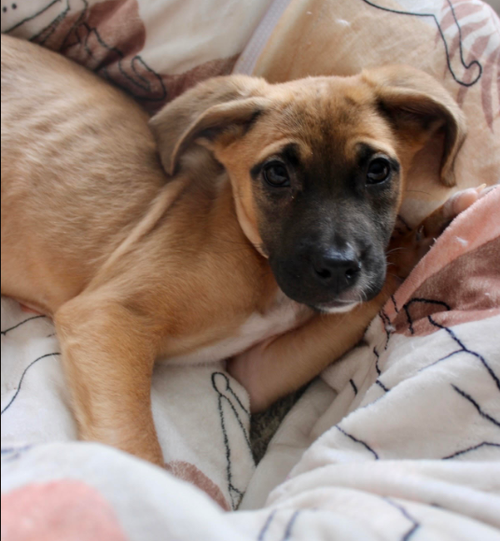 Penny