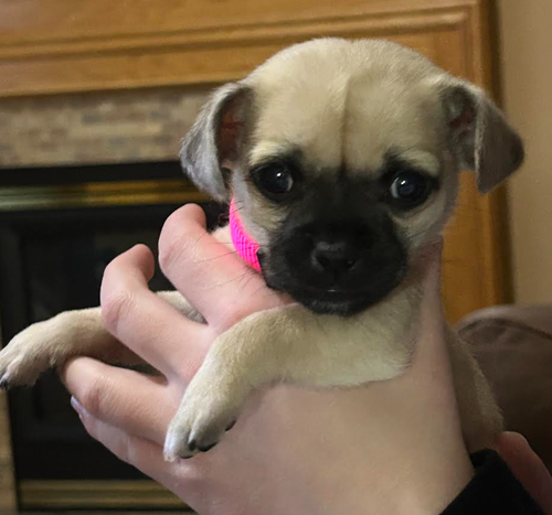 Pepa Pug