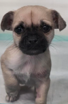 Pepa Pug