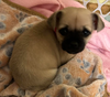 Pepa Pug