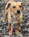 adoptable Dog in  named Mielle