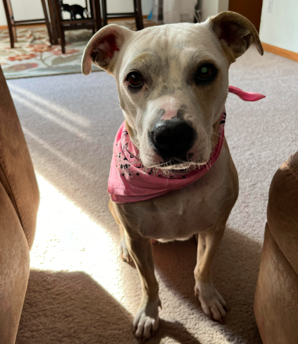 adoptable Dog in Minneapolis, MN named Felicity