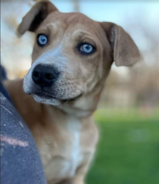 adoptable Dog in Minneapolis, MN named Wren