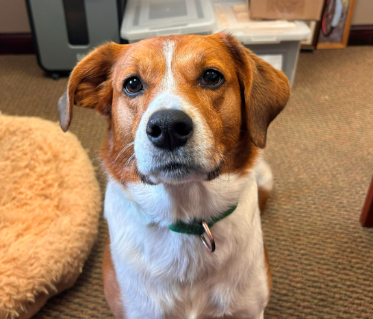 adoptable Dog in Minneapolis, MN named Sammy