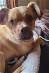 adoptable Dog in minneapolis, MN named Willie Wonka