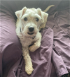 adoptable Dog in minneapolis, MN named Bombo
