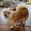 Gino