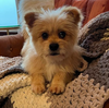 Gino