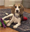 adoptable Dog in minneapolis, MN named Deb
