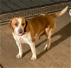 adoptable Dog in minneapolis, MN named Chifon