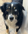 Pickle