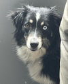 Pickle