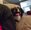 Pickle