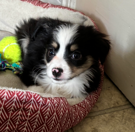 adoptable Dog in Minneapolis, MN named Rita