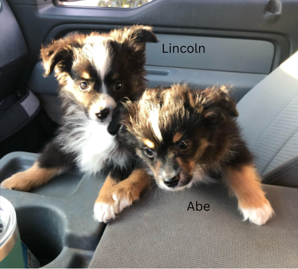 adoptable Dog in Minneapolis, MN named Lincoln