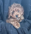 Gina