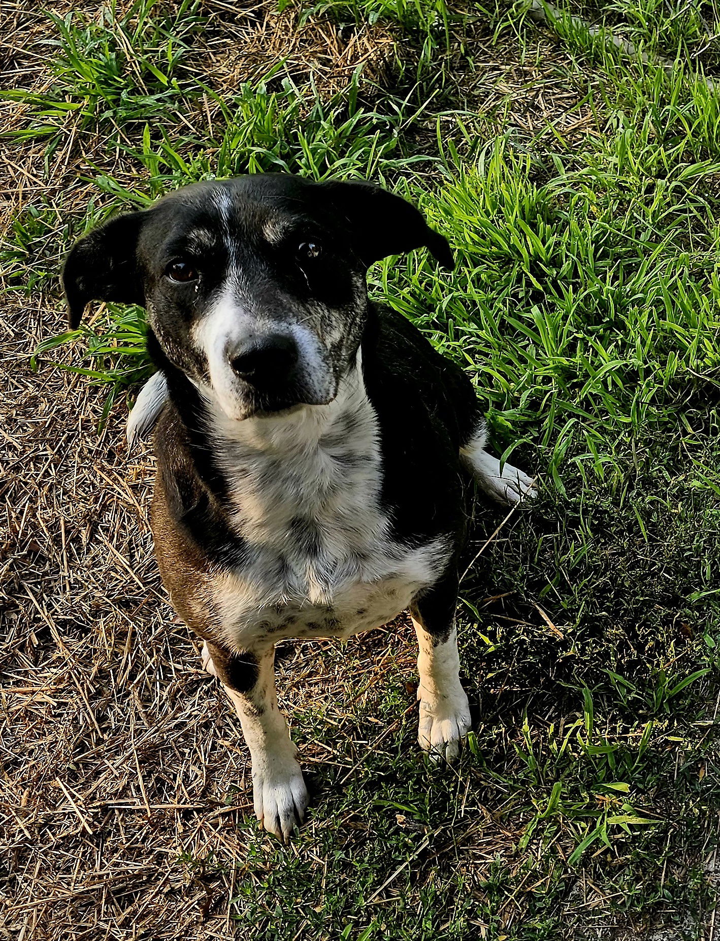 adoptable Dog in Minneapolis, MN named Maxi