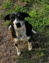 adoptable Dog in minneapolis, MN named Maxi