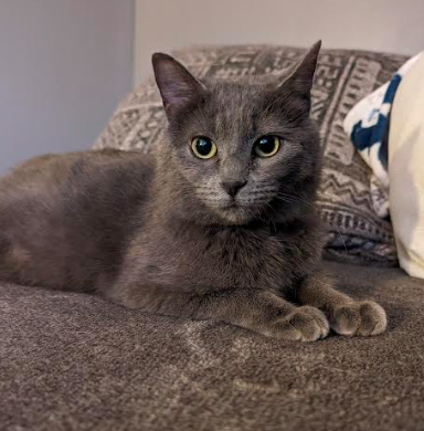 Maia