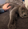 Maia