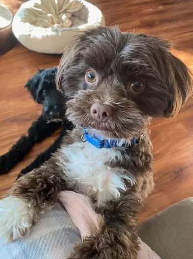 Wilson - Havanese