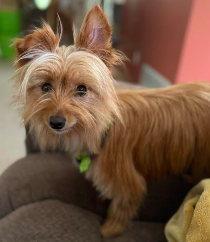 adoptable Dog in Minneapolis, MN named Matilda