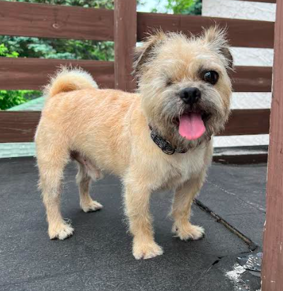 Toby