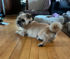 Toby