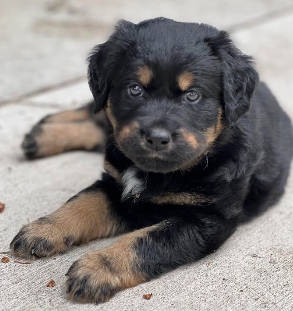 adoptable Dog in Minneapolis, MN named Koba
