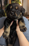 Koba