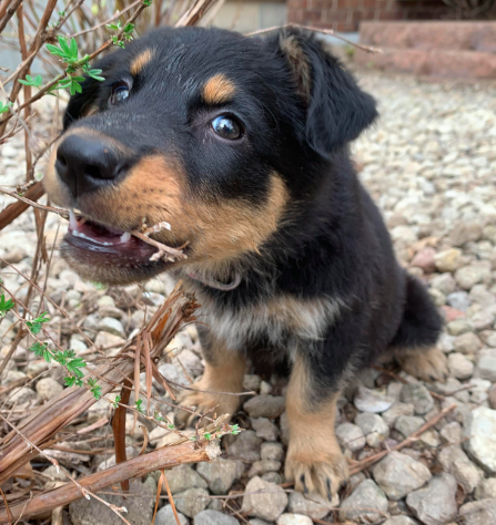Cassie