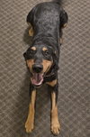 Cora