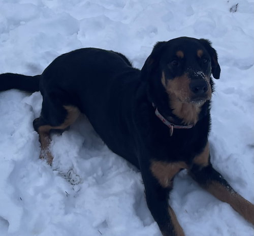 Cora