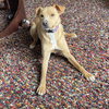 Lola - Photo 1