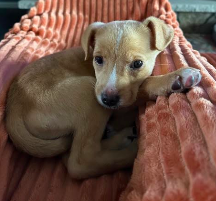 Lola