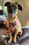 Willow