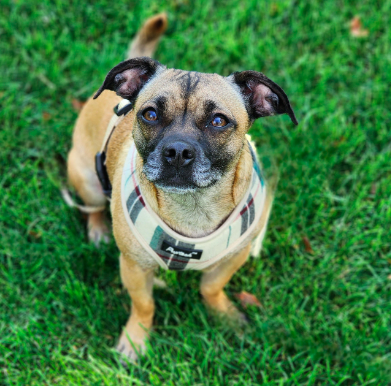 Willow