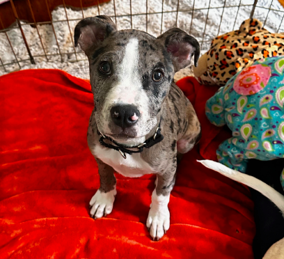 adoptable Dog in Minneapolis, MN named Donatello