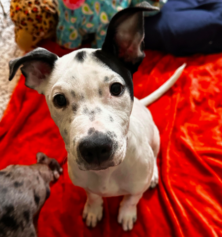 adoptable Dog in Minneapolis, MN named Michaelangelo