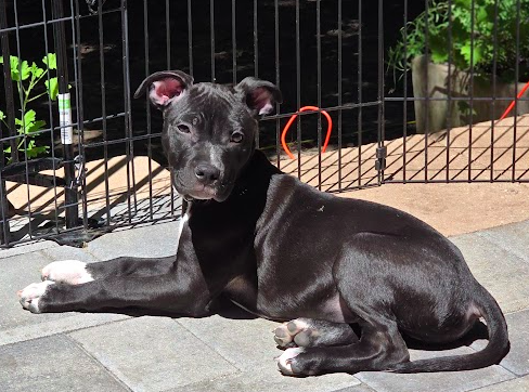 adoptable Dog in Minneapolis, MN named Leonardo