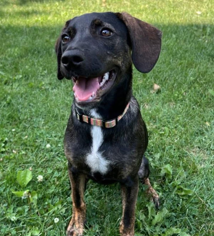 adoptable Dog in Minneapolis, MN named Zuma